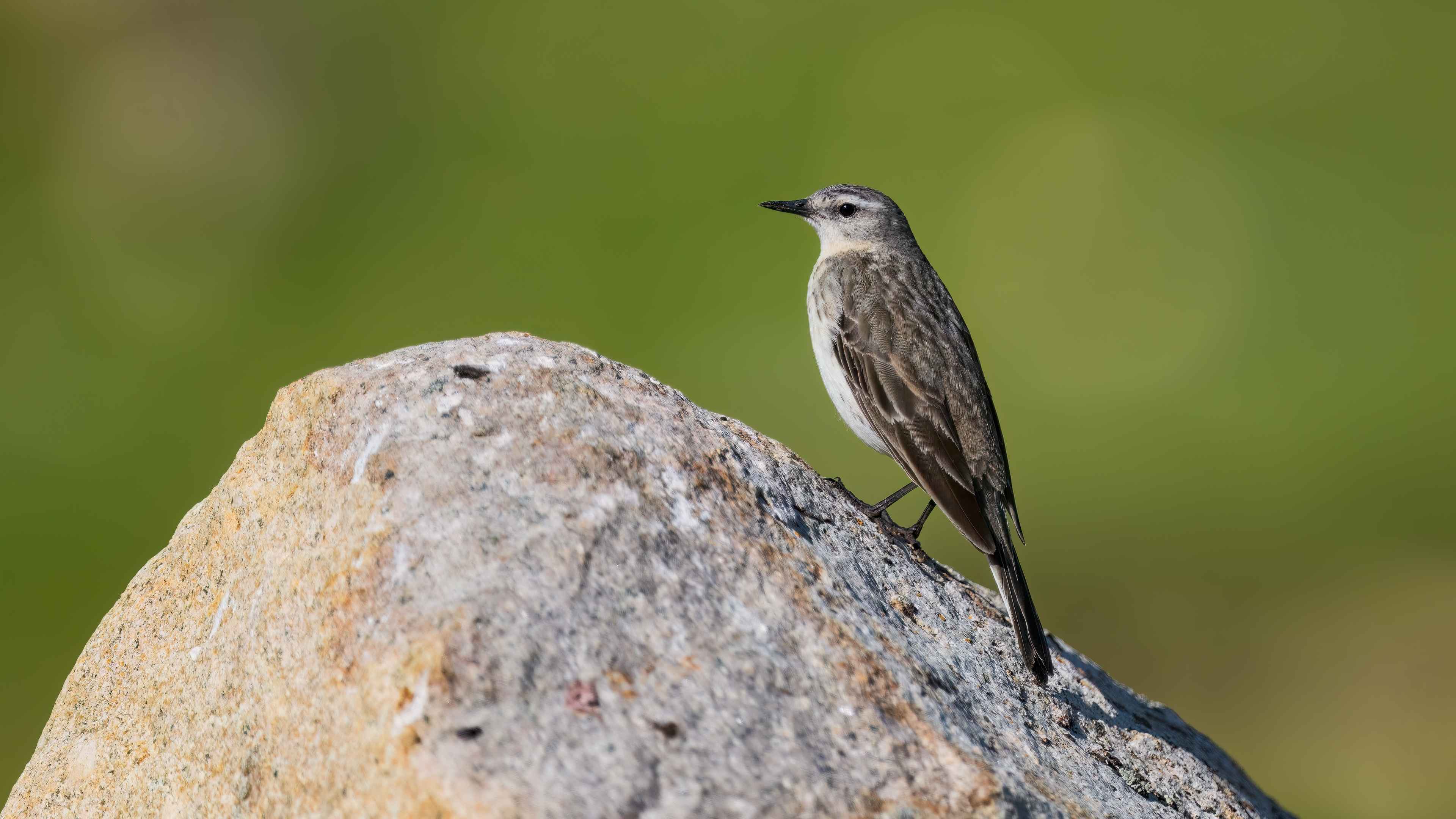 Water Pipit